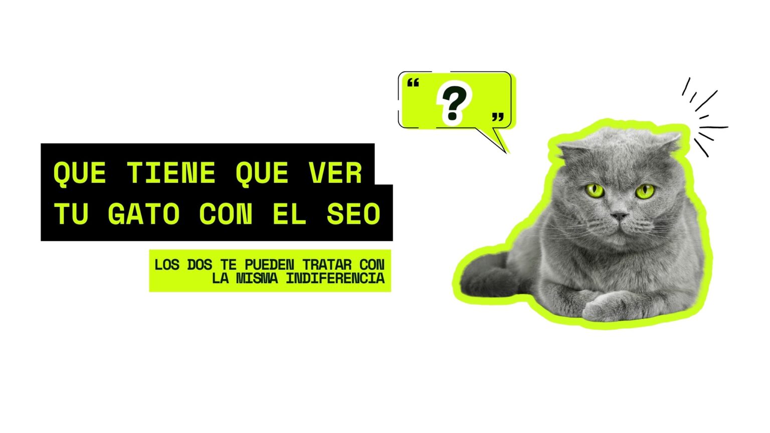 Gato gris con ojos verdes mirando con indiferencia, comparado con el SEO que ignora tu marca turística si no trabajas tu visibilidad.